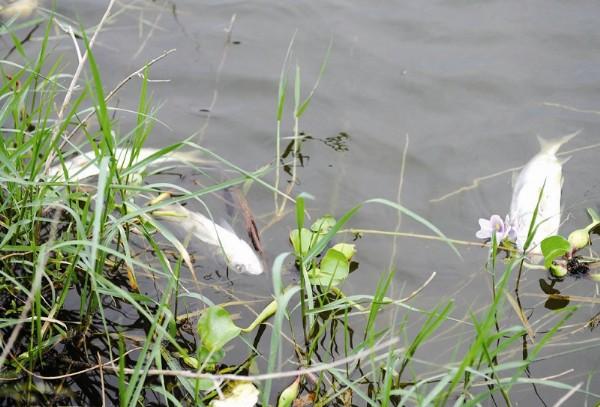 一水库漂浮成片死鱼,水库漂了好多死鱼什么原因